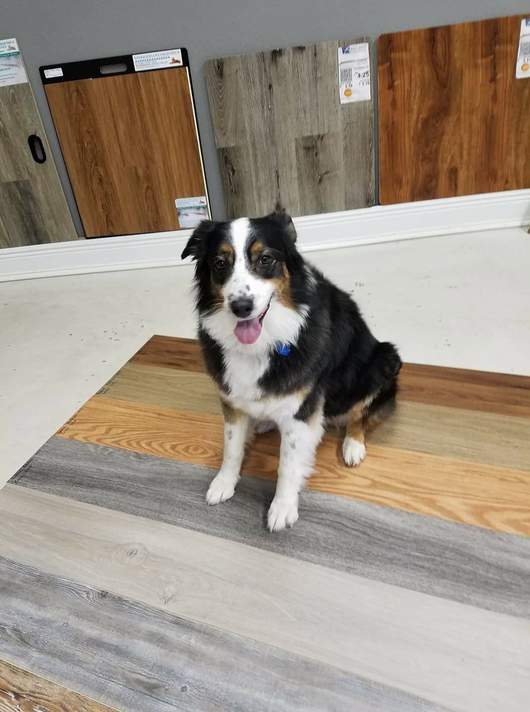 An Australian shepherd sits on wood plank samples in a showroom.